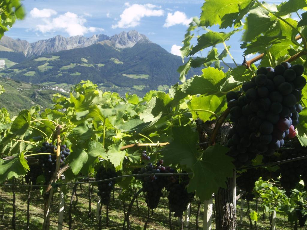 Pension Alpenblick Lagundo Kültér fotó